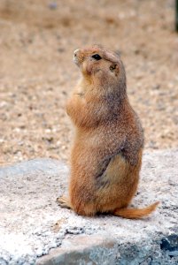 Prairie Dog Mammal Fauna Squirrel