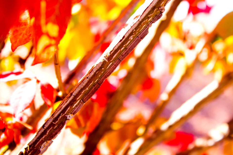 Autumn Petal Flavor
