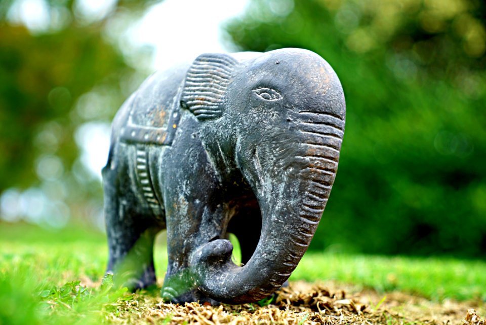 Elephants And Mammoths Elephant Terrestrial Animal Indian Elephant