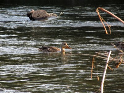Water Bird Fauna Water Bird