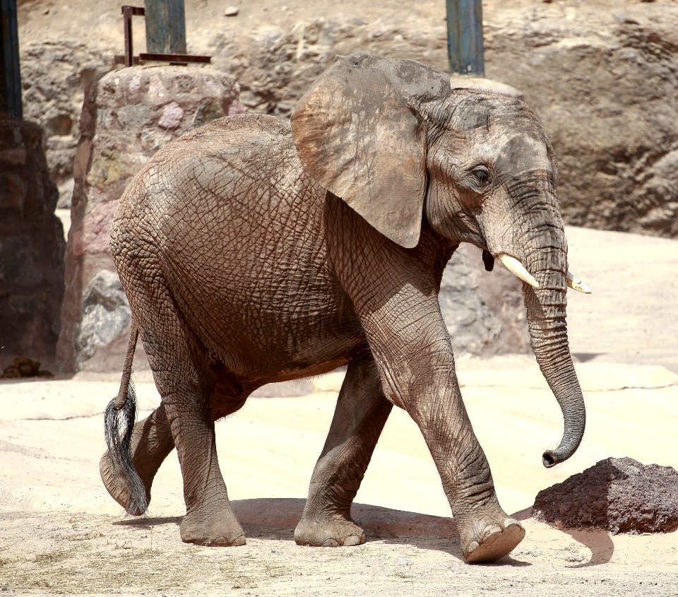 Elephant Elephants And Mammoths Terrestrial Animal Indian Elephant