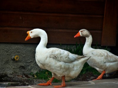 Water Bird Ducks Geese And Swans Bird Duck