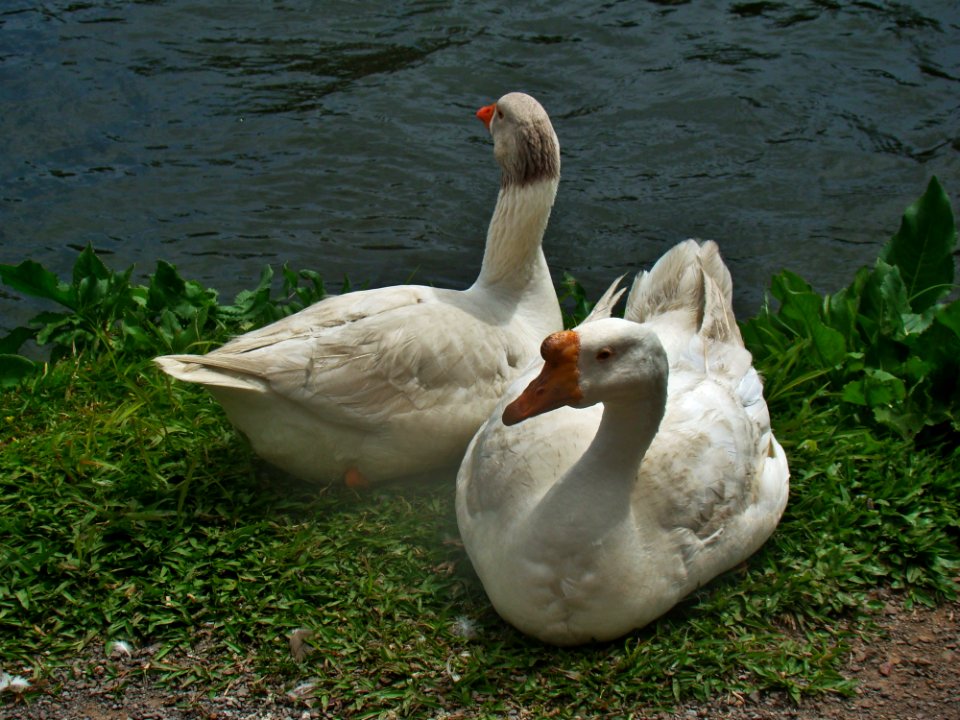 Bird Water Bird Ducks Geese And Swans Fauna