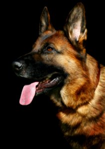 Dog Dog Like Mammal Dog Breed German Shepherd Dog photo