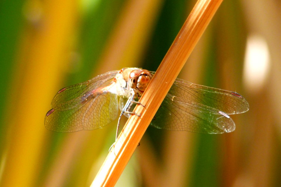 Dragonfly Insect Damselfly Dragonflies And Damseflies
