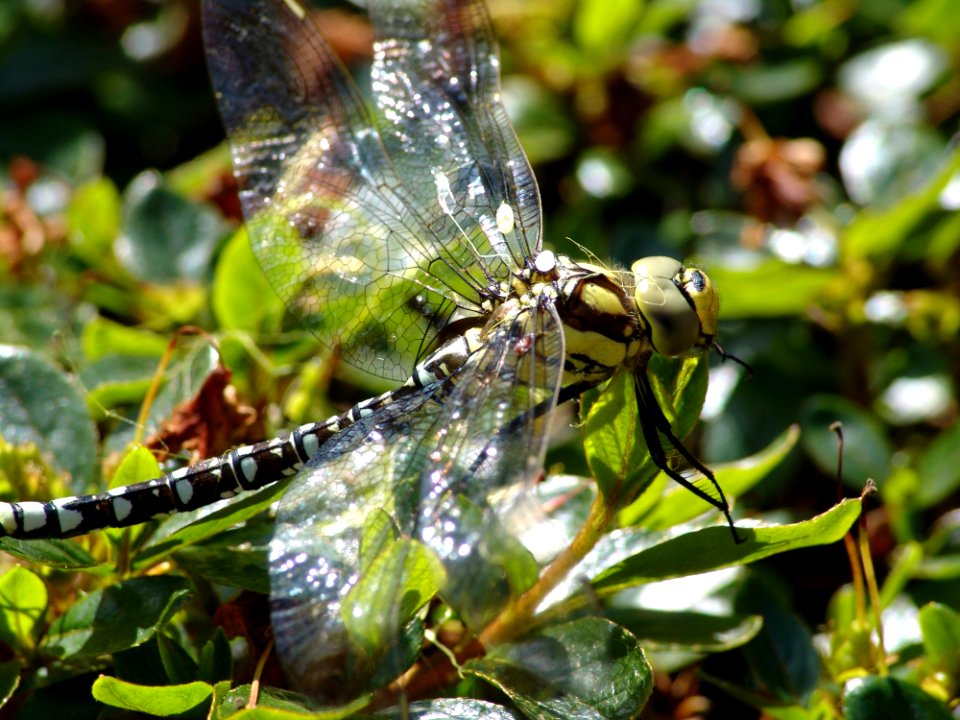 Dragonfly Insect Dragonflies And Damseflies Invertebrate