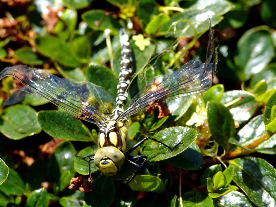 Dragonfly Insect Dragonflies And Damseflies Invertebrate