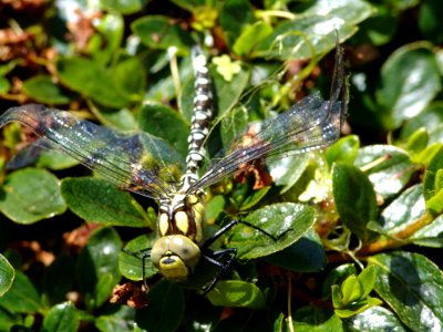 Dragonfly Insect Dragonflies And Damseflies Invertebrate