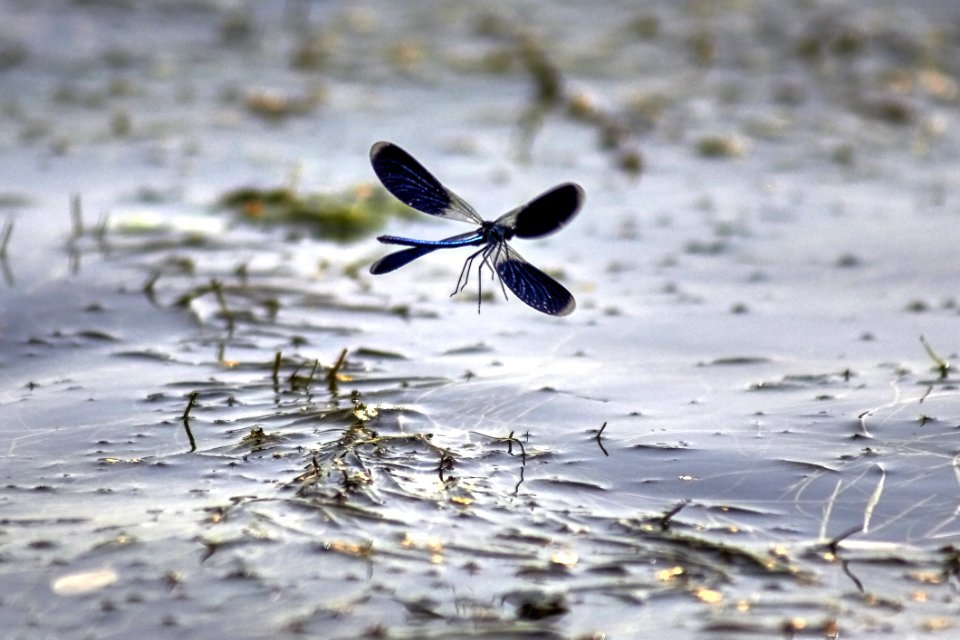 Water Fauna Insect Wildlife