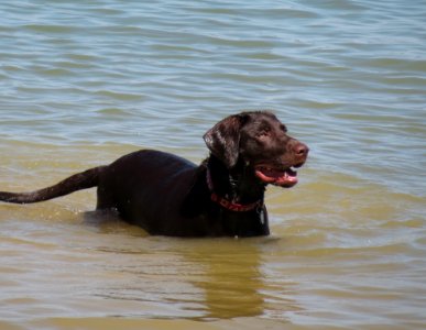 Dog Dog Like Mammal Mammal Labrador Retriever photo