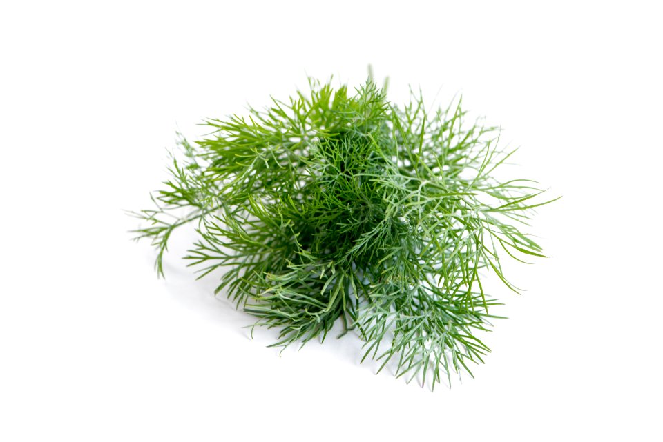 Grass Plant Herb Flowerpot