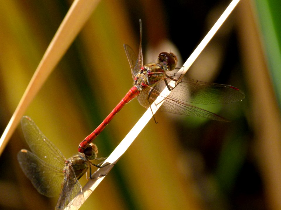 Dragonfly Insect Dragonflies And Damseflies Damselfly photo