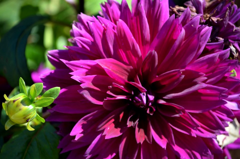 Flower Plant Purple Flowering Plant