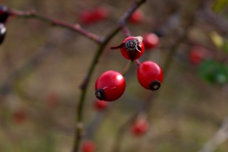 Rose Hip Berry Fruit Twig