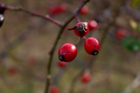 Rose Hip Berry Fruit Twig photo