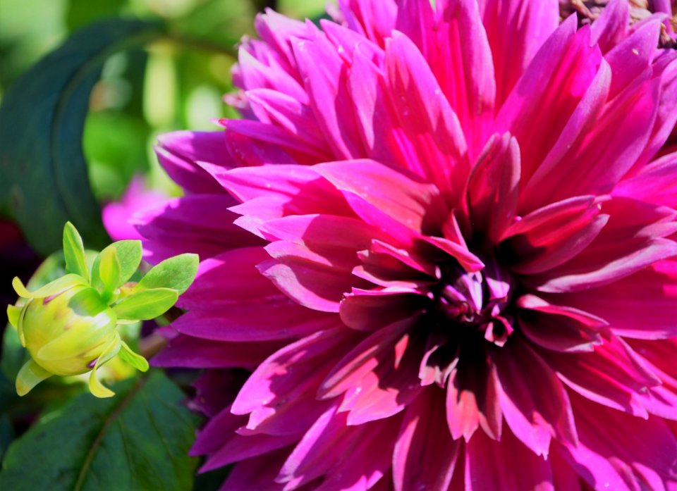 Flower Plant Flowering Plant Dahlia