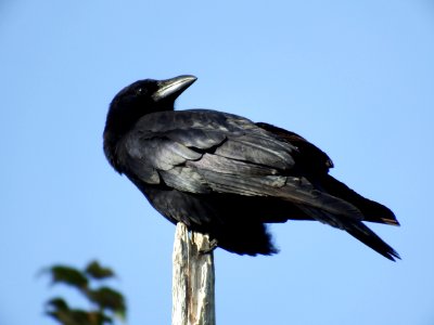 Bird American Crow Fauna Rook photo