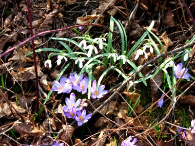 Flower Plant Flora Flowering Plant