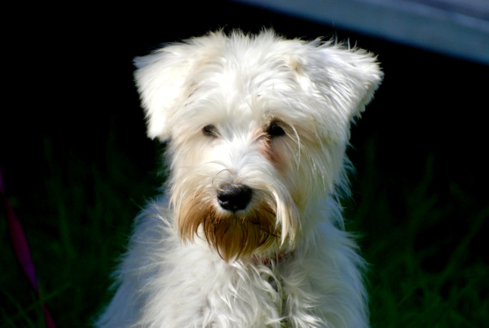 Dog Dog Breed Dog Like Mammal Terrier