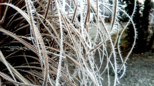 Frost Branch Freezing Winter photo
