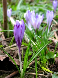 Plant Flower Crocus Flora