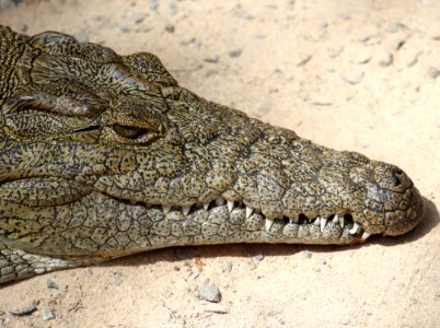 Crocodilia Crocodile Reptile Nile Crocodile
