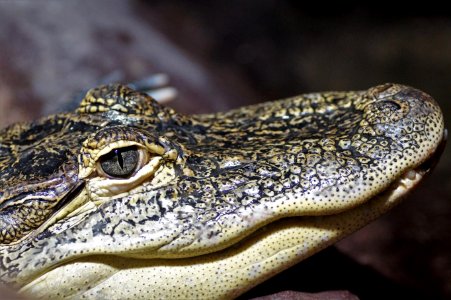 Crocodilia Reptile American Alligator Alligator