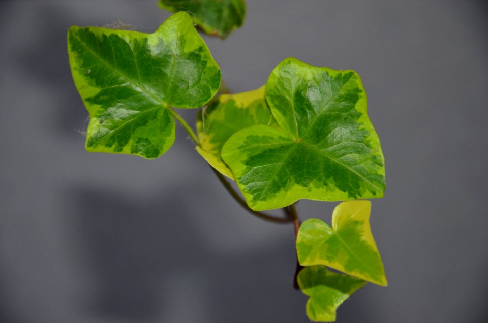 Leaf Plant Ivy Branch