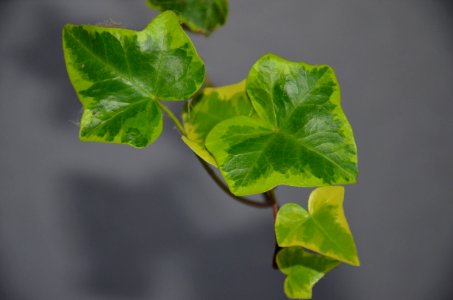 Leaf Plant Ivy Branch