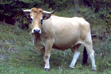 Cattle Like Mammal Fauna Horn Cow Goat Family
