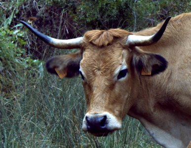 Horn Cattle Like Mammal Fauna Wildlife photo