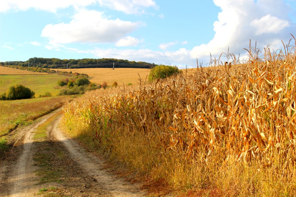 Sky Road Field Ecosystem