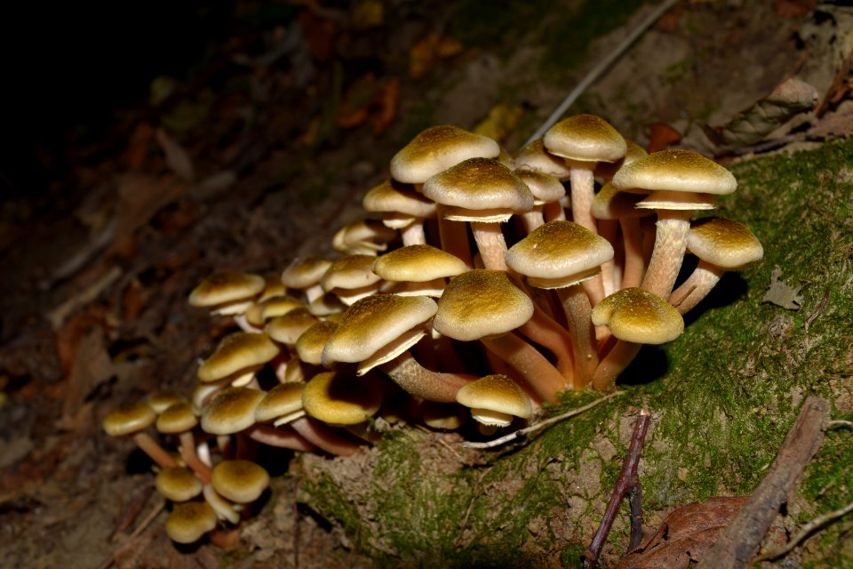 Fungus Mushroom Oyster Mushroom Edible Mushroom