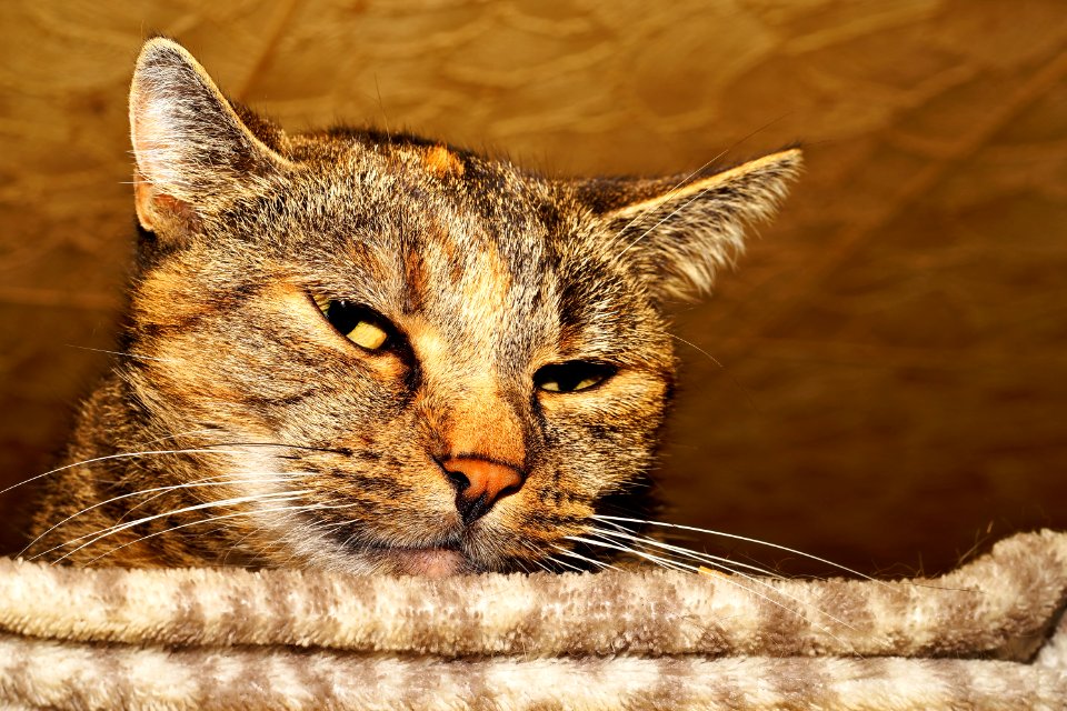 Cat Whiskers Fauna Dragon Li