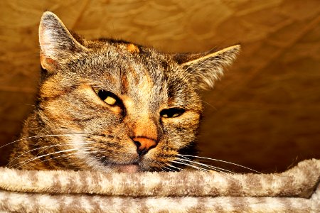 Cat Whiskers Fauna Dragon Li
