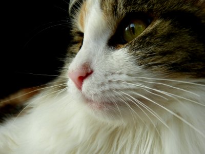 Cat Whiskers Nose Small To Medium Sized Cats photo