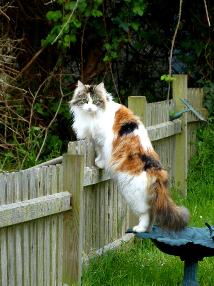 Cat Small To Medium Sized Cats Fauna Cat Like Mammal