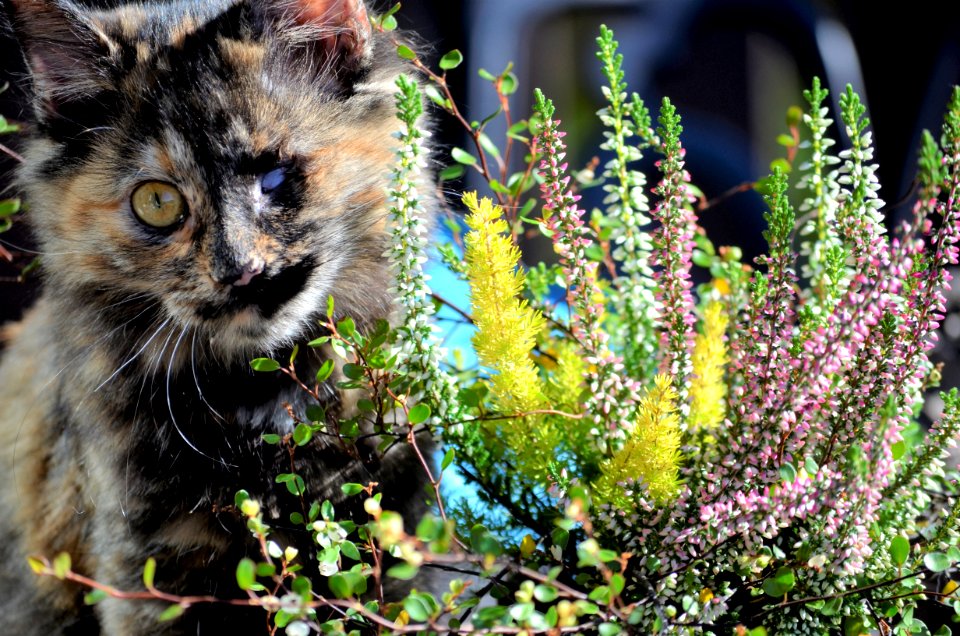 Cat Small To Medium Sized Cats Whiskers Plant