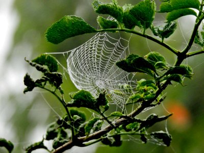 Leaf Branch Spider Web Invertebrate