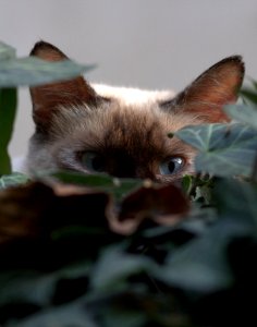 Cat Fauna Small To Medium Sized Cats Whiskers