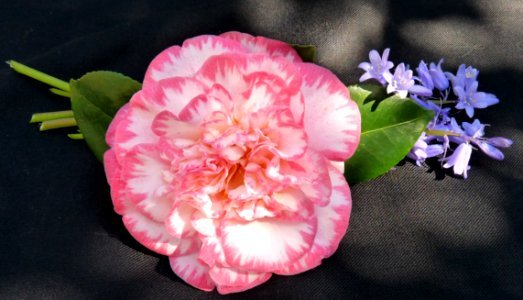 Flower Pink Flowering Plant Plant