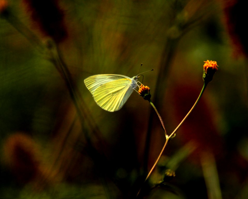 Butterfly Insect Moths And Butterflies Fauna