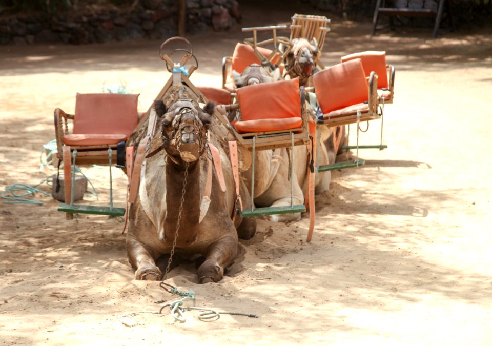 Camel Like Mammal Camel Arabian Camel Pack Animal
