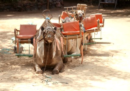 Camel Like Mammal Camel Arabian Camel Pack Animal