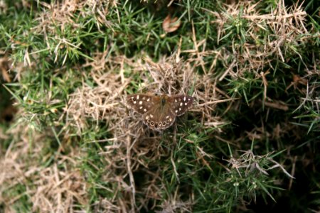Flora Plant Grass Grass Family
