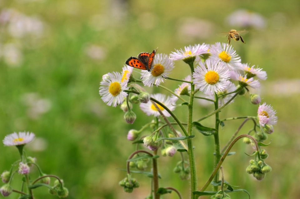 Flower Flora Honey Bee Nectar