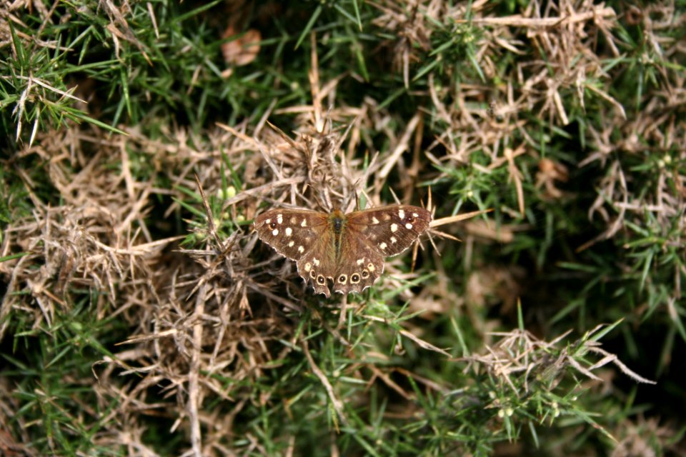 Flora Fauna Plant Grass