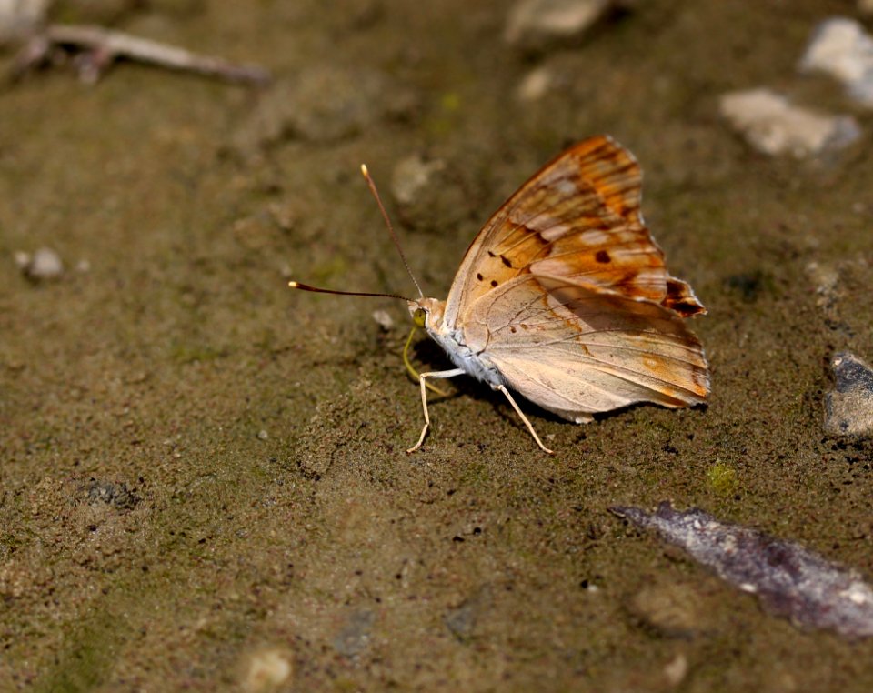 Butterfly Moths And Butterflies Insect Invertebrate