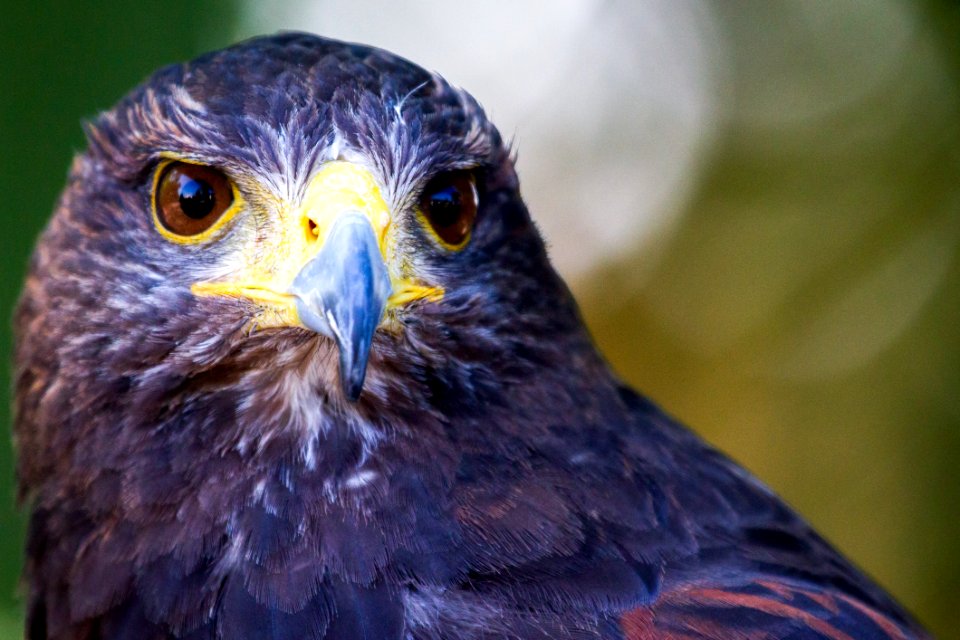 Beak Bird Bird Of Prey Hawk