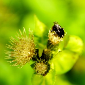 Bee Honey Bee Insect Nectar photo